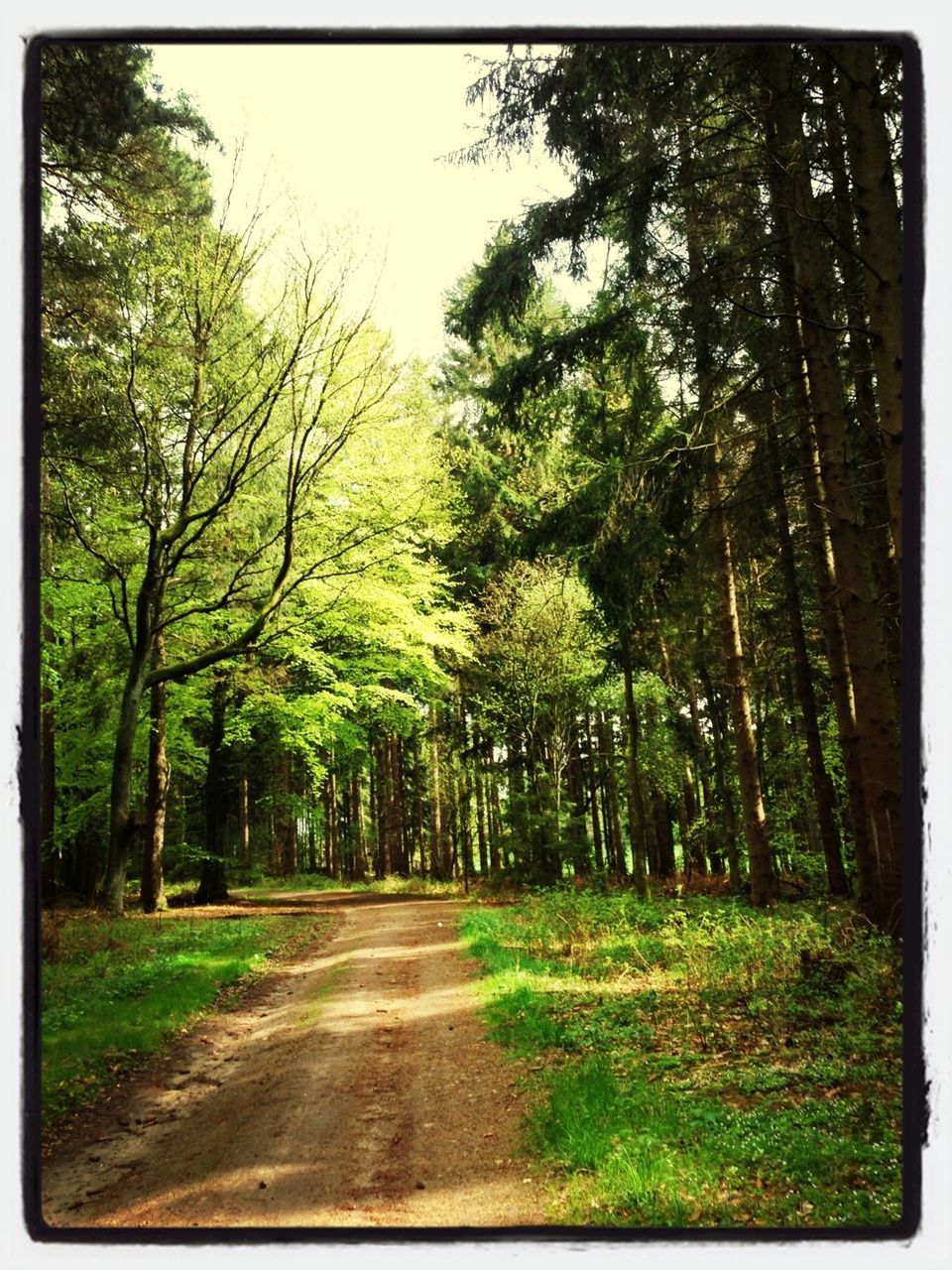 tree, transfer print, the way forward, tranquility, growth, green color, diminishing perspective, grass, tranquil scene, nature, auto post production filter, tree trunk, road, vanishing point, transportation, beauty in nature, treelined, scenics, footpath, forest