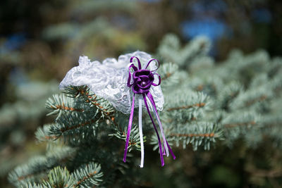 Close-up of wedding garter on spruce leaves