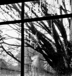 Low angle view of bare trees in winter