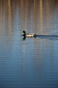 Duck swimming in lake