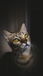 Close-up portrait of tabby cat against black background