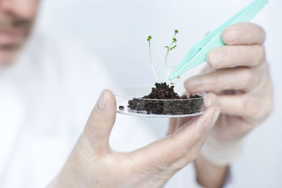 Scientist lifting seedling with tweezers