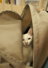 Cat relaxing in my bag 