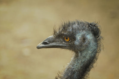Close-up of a bird
