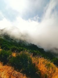 Plants growing on land against sky