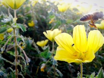 Close-up of yellow flower