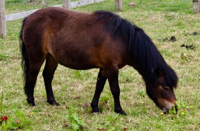 Horse grazing in a field