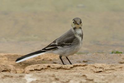 Bird perching on steps