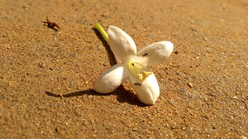 Close-up of crab on sand