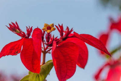 Close-up of red flowering plant against sky