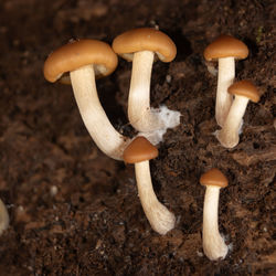 mushroom