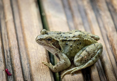 Close-up of frog on wood