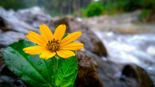 Close-up of yellow flower