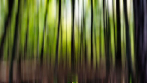 Full frame shot of tree
