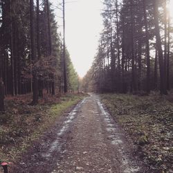 Road passing through forest