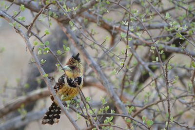 Bird perching on white background