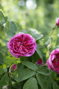 Close-up of pink rose plant