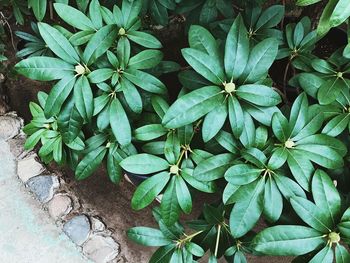 High angle view of potted plant