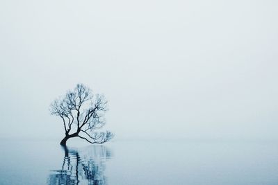 Bare tree against clear sky