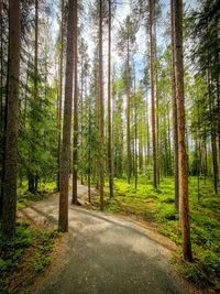 Trees in forest