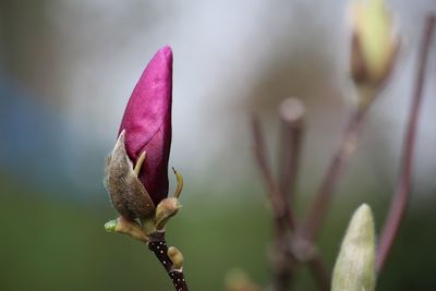 Close-up of pink flower bud