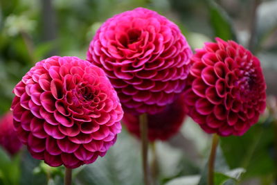 Close-up of pink flowers