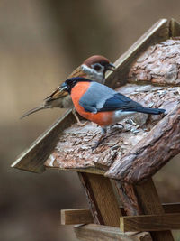 Close-up of birds on house