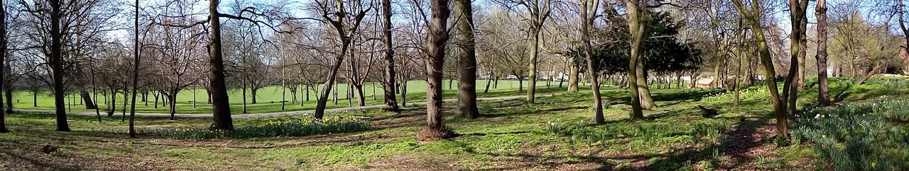 Trees in forest