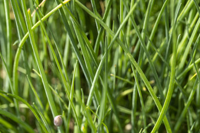 Full frame shot of bamboo on field