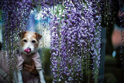 View of dog against wisteria flowering plants