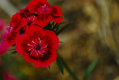 Close-up of red flowers blooming in park