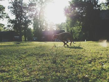 Horse on field against trees