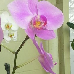 Close-up of pink orchid blooming