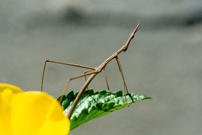 Close-up of stick insect on plant