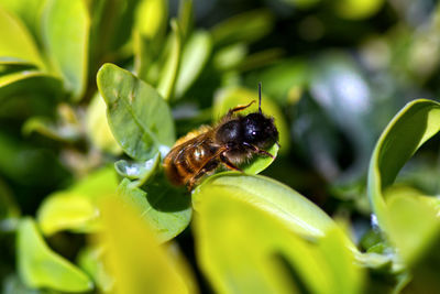 Close-up of bee pollinating flower