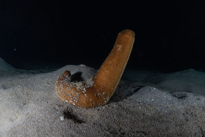 Close-up of fish swimming in sea