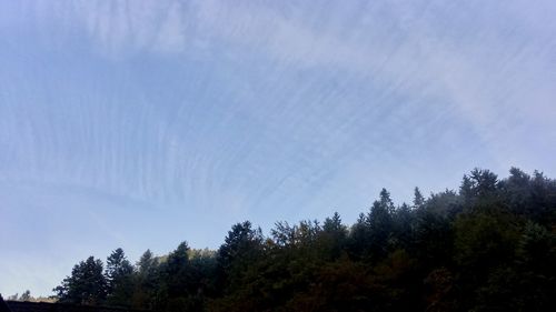 Low angle view of trees against clear sky