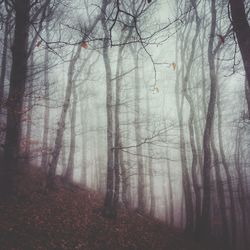 Bare trees in forest