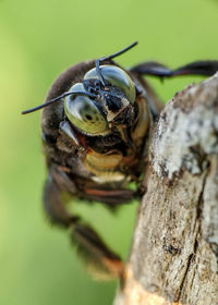Close-up of bee on tree trunk