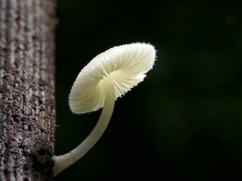 Close-up of white flower