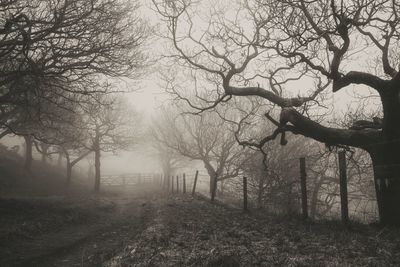 Bare trees on field during foggy weather