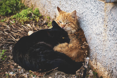 Portrait of cat sitting on field