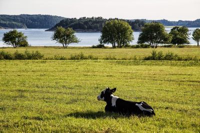 Horse in a field