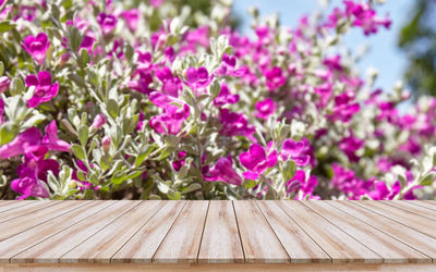 Close-up of pink flowering plants on table