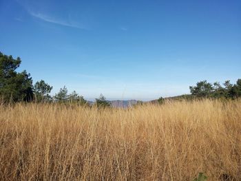 Scenic view of grassy field against blue sky