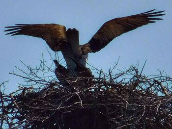 Low angle view of eagle flying against clear sky