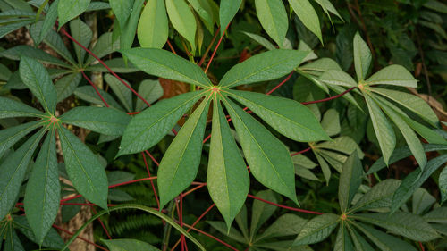 High angle view of leaves growing on plant