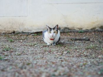 Portrait of cat sitting on footpath