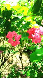 Close-up of red rose blooming