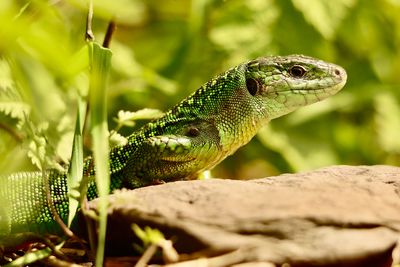 Close-up of lizard